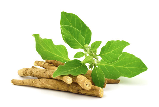 Fresh green Ashwagandha leaves and cut roots on a white background.